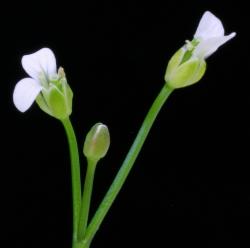 Cardamine sinuatifolia. Flowers with two petals.
 Image: P.B. Heenan © Landcare Research 2019 CC BY 3.0 NZ